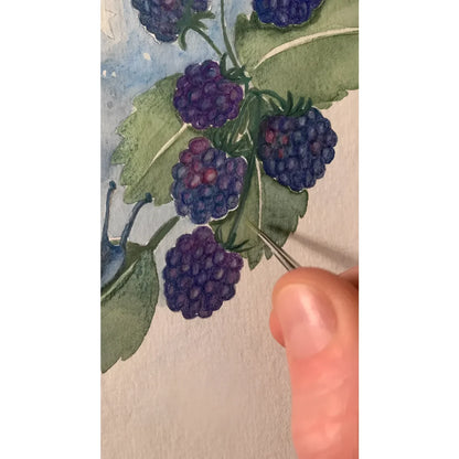 Eine hand hält einen feinen pinsel und malt dunkelviolette beeren auf ein aquarell maya fee vorbestellung juni nachhaltige